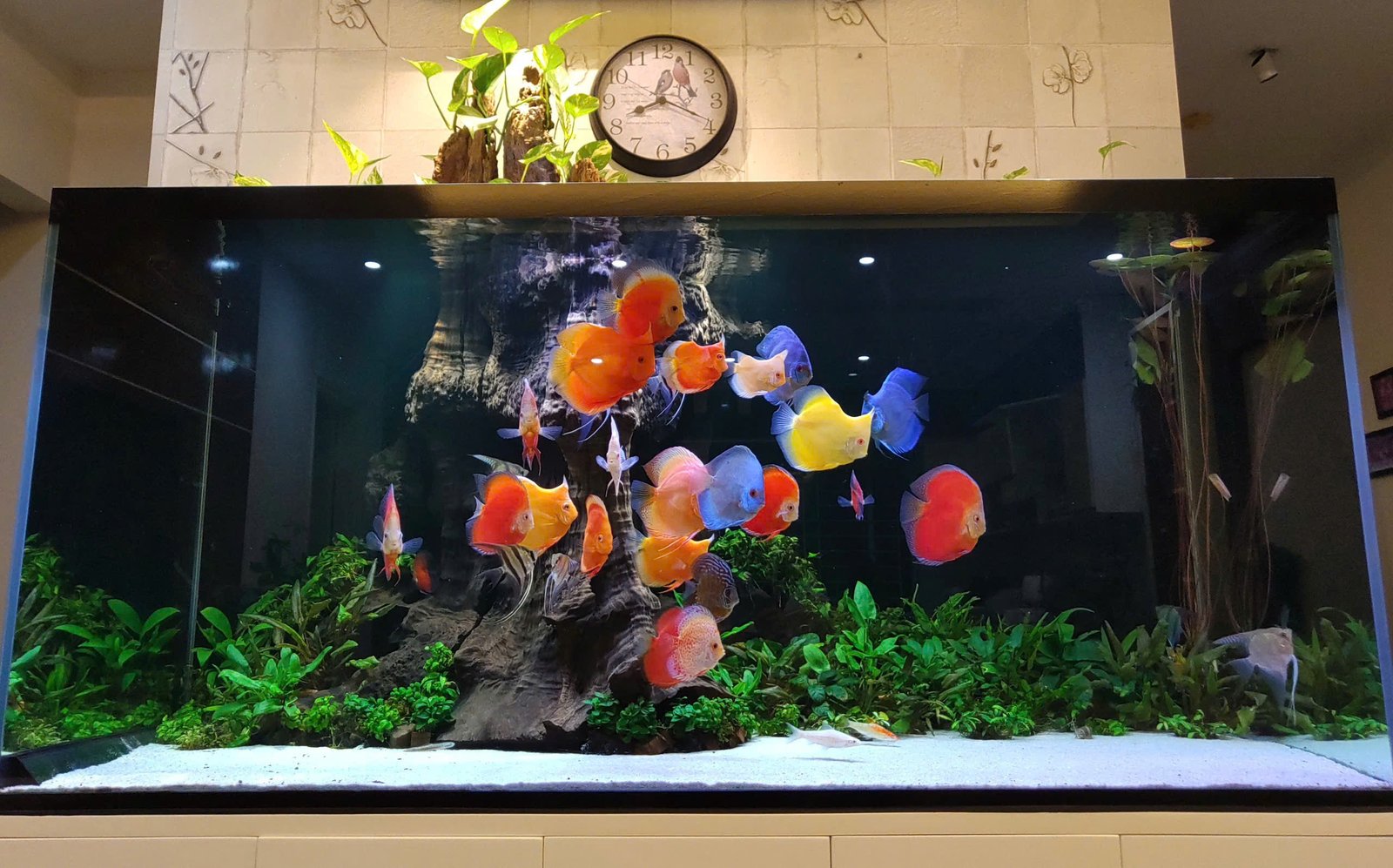 Bể cá thủy sinh 8