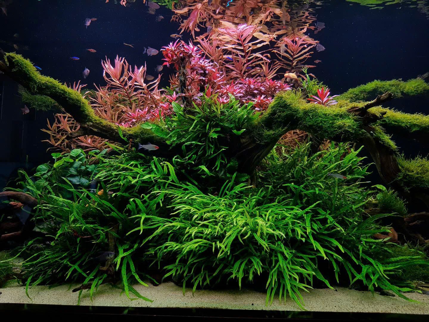 Aquascape — bể cá thủy sinh
