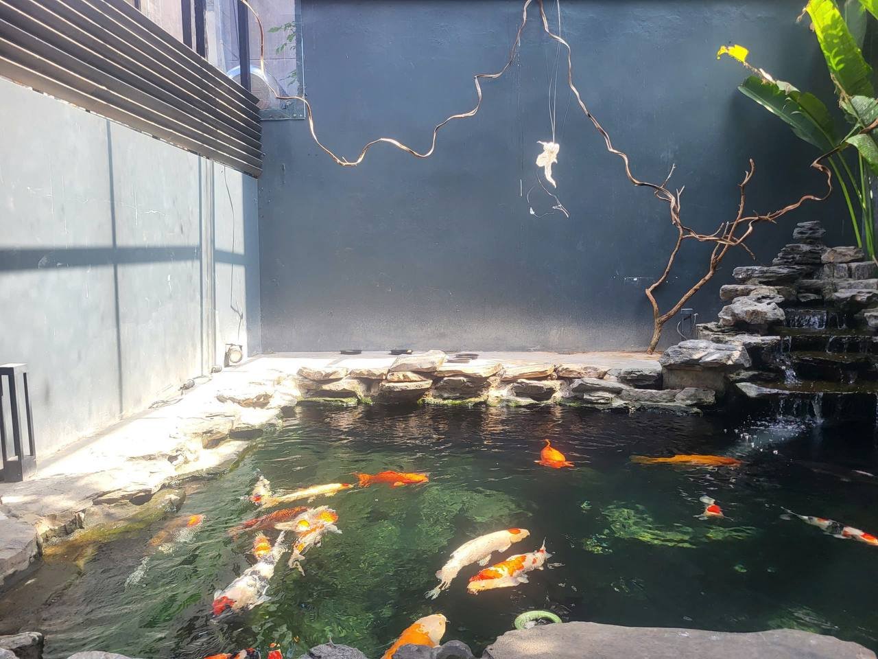 Bể Koi 19