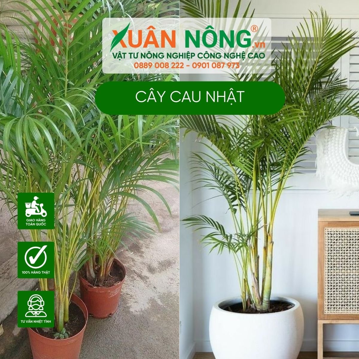 Cau Nhật (Japanese Palm)