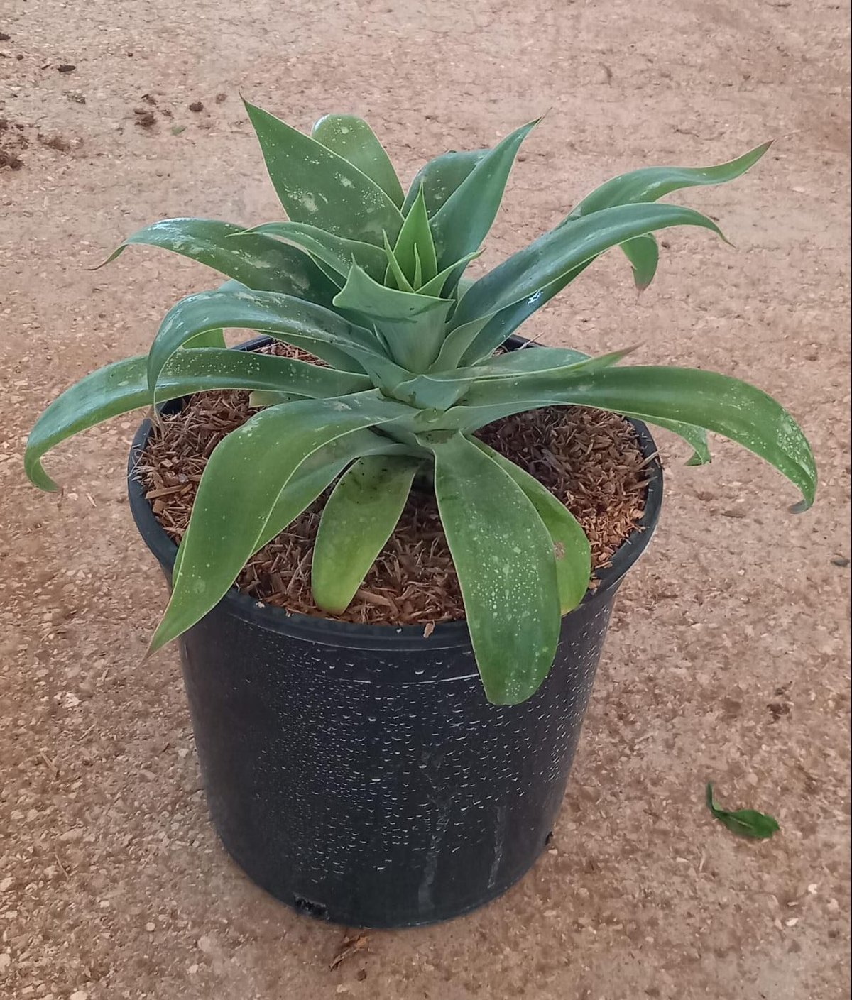 Agave (Lứa tai) - Cây succulent