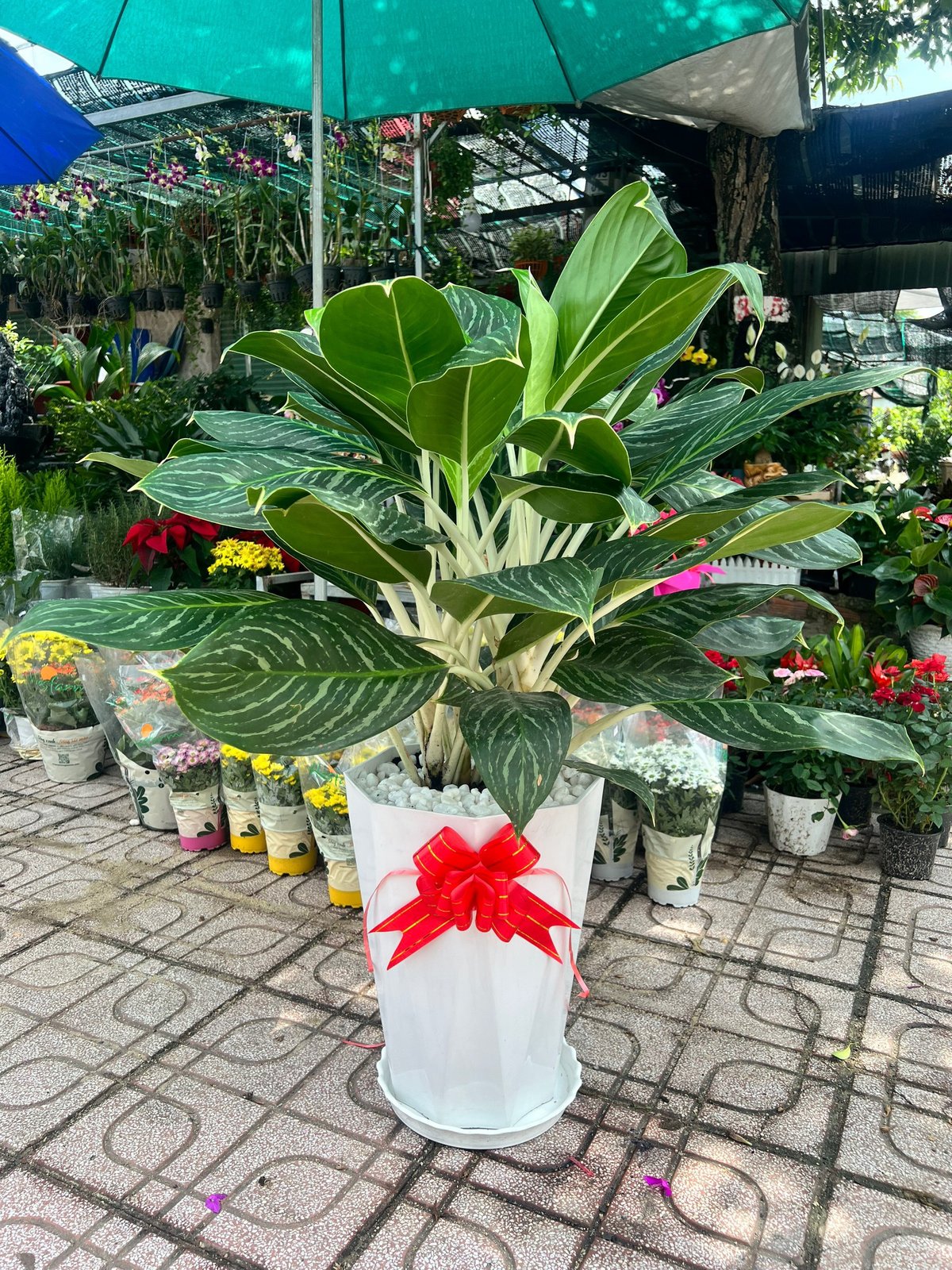 Cây Bạch Mã Hoàng Tử