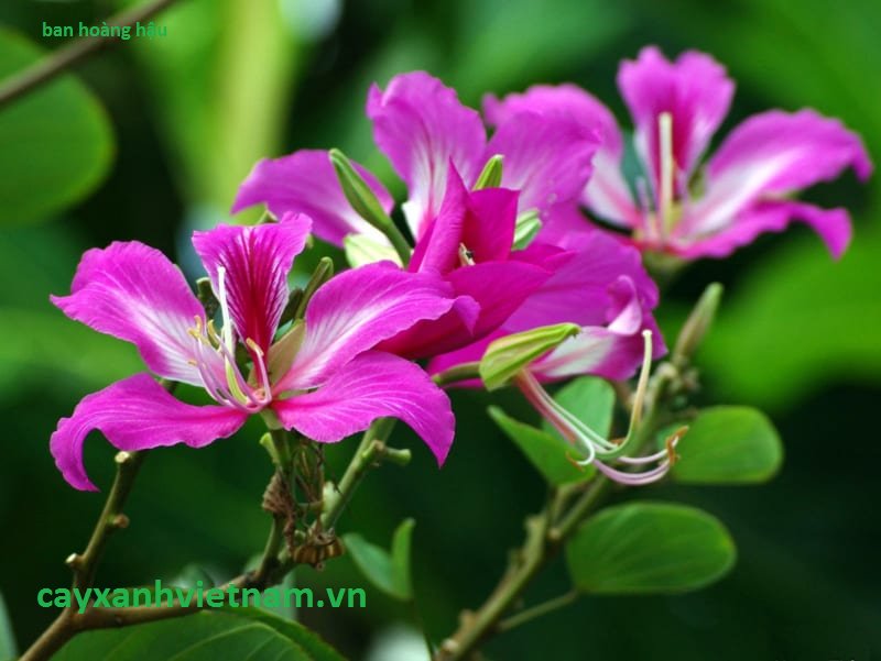 Cây Ban Hoàng Hậu
