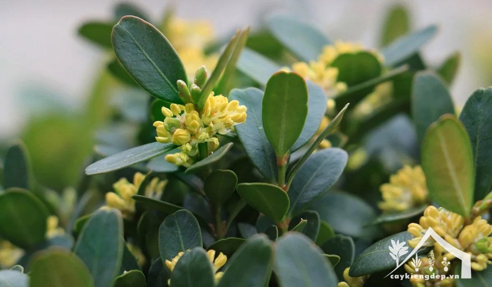 Buxus (Hộp) - Cây hàng rào Topiary