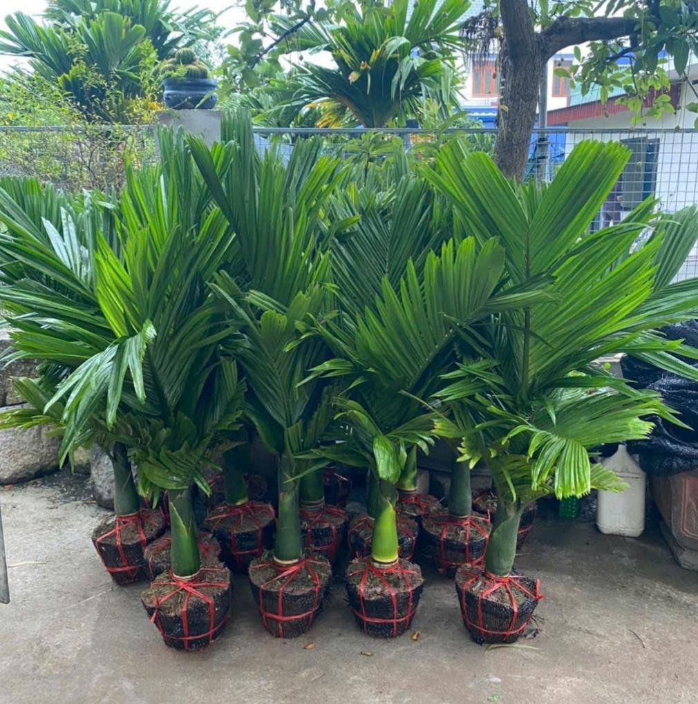 Cây Cau Lùn