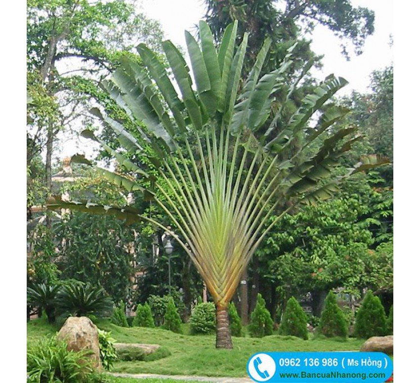Cây Chuối Rẻ Quạt