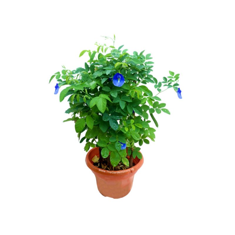 Cây Đậu Biếc