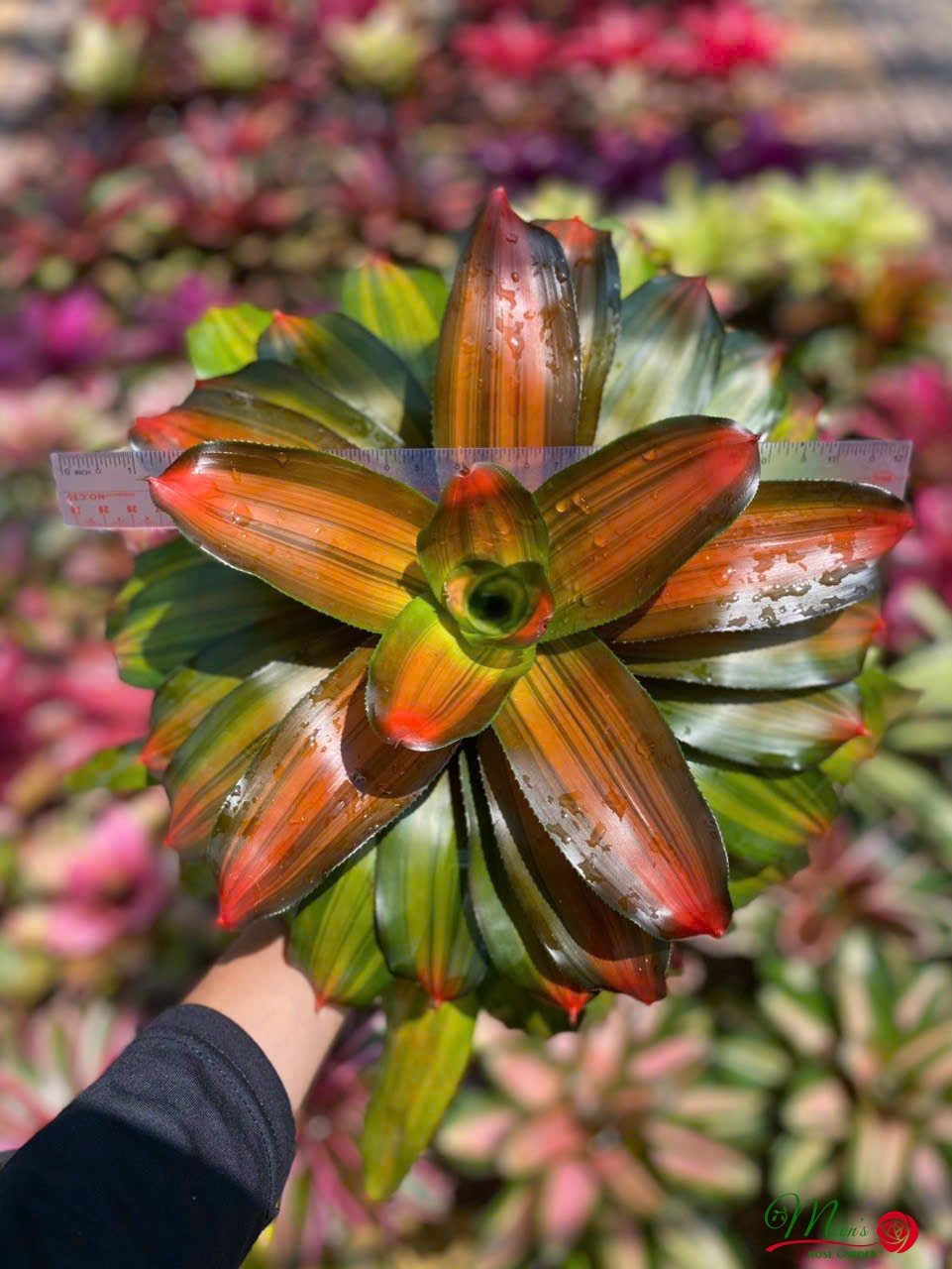 Cây Dứa Màu