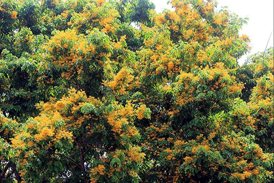 Cây Giáng Hương