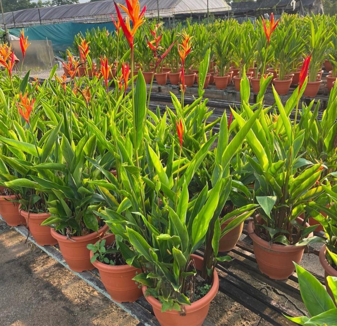 Heliconia - Chuối Biển