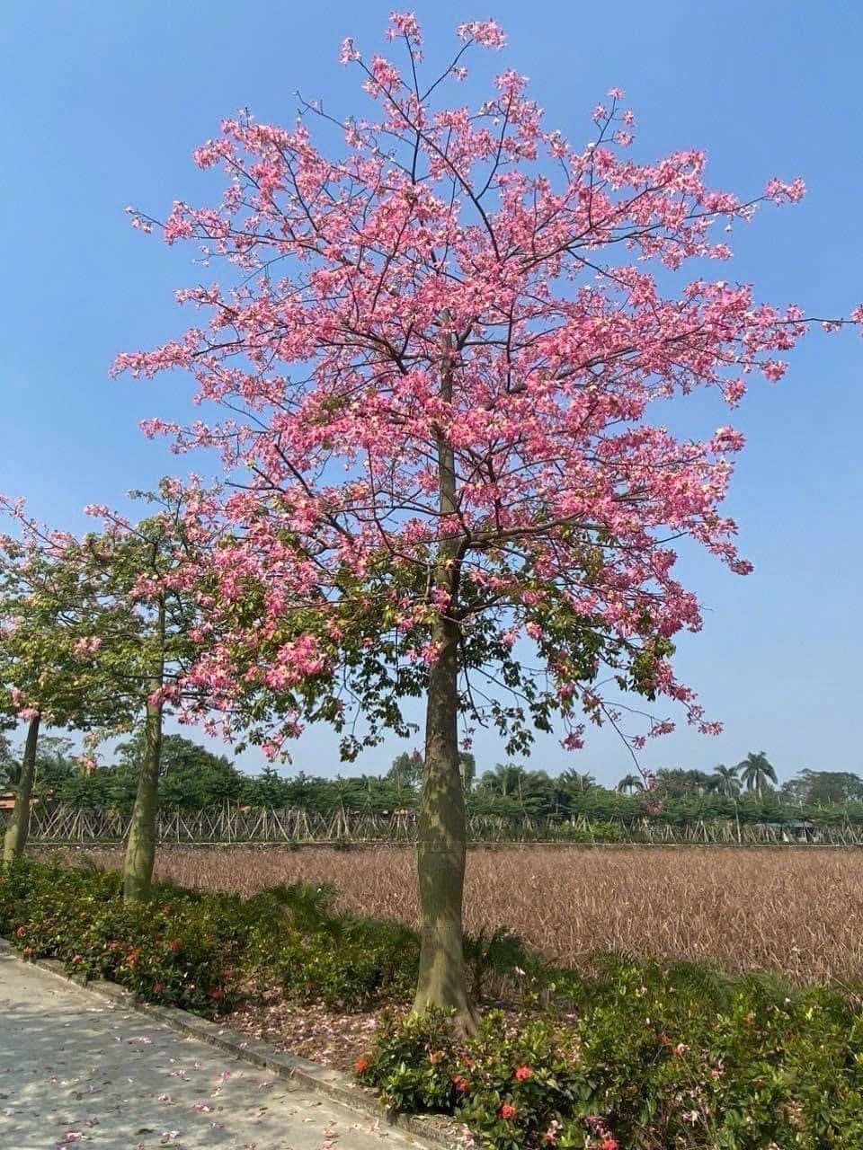 Cây Hoa Mỹ Nhân