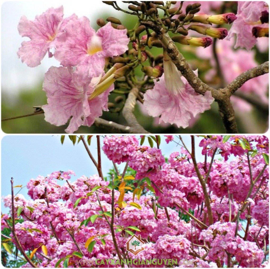 Cây Kèn Hồng