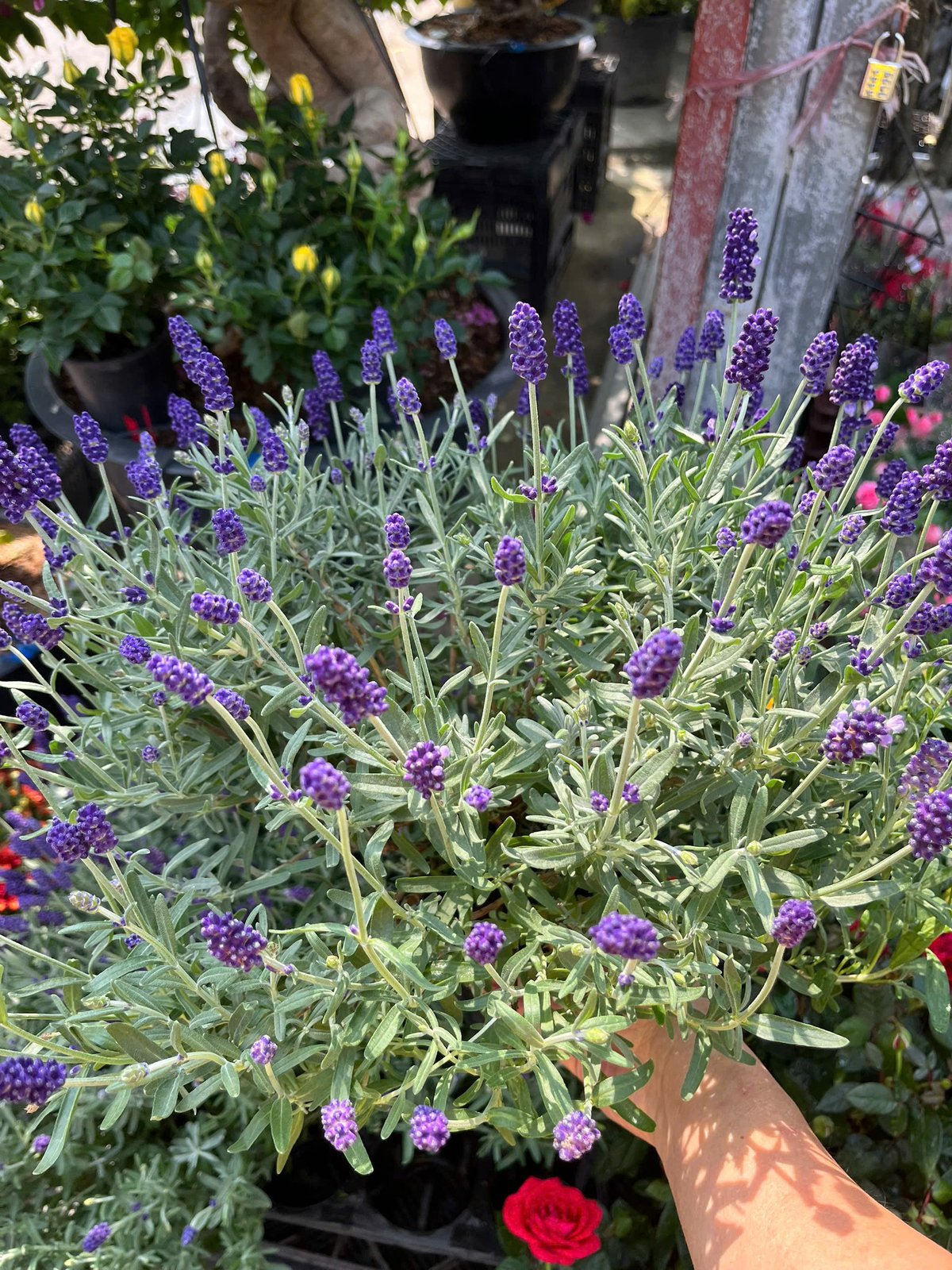 Lavender - Cây thơm lavender