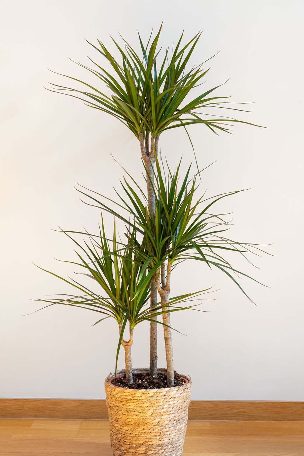 Cây Lộc Phát Đỏ
