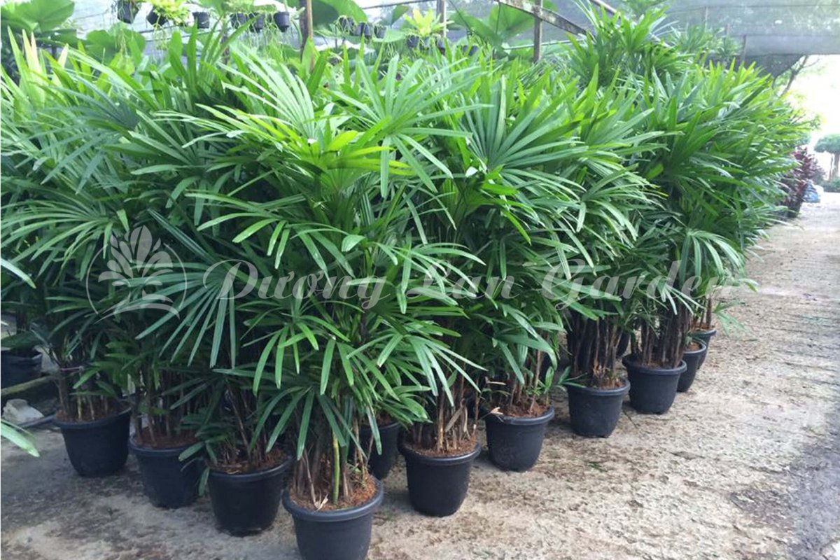 Cây Mật Cật Nhật