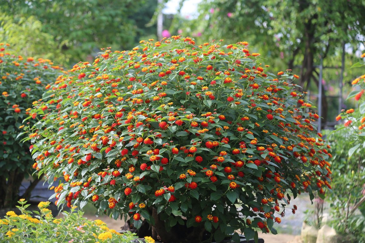 Wildflower - Hoa dại bản địa