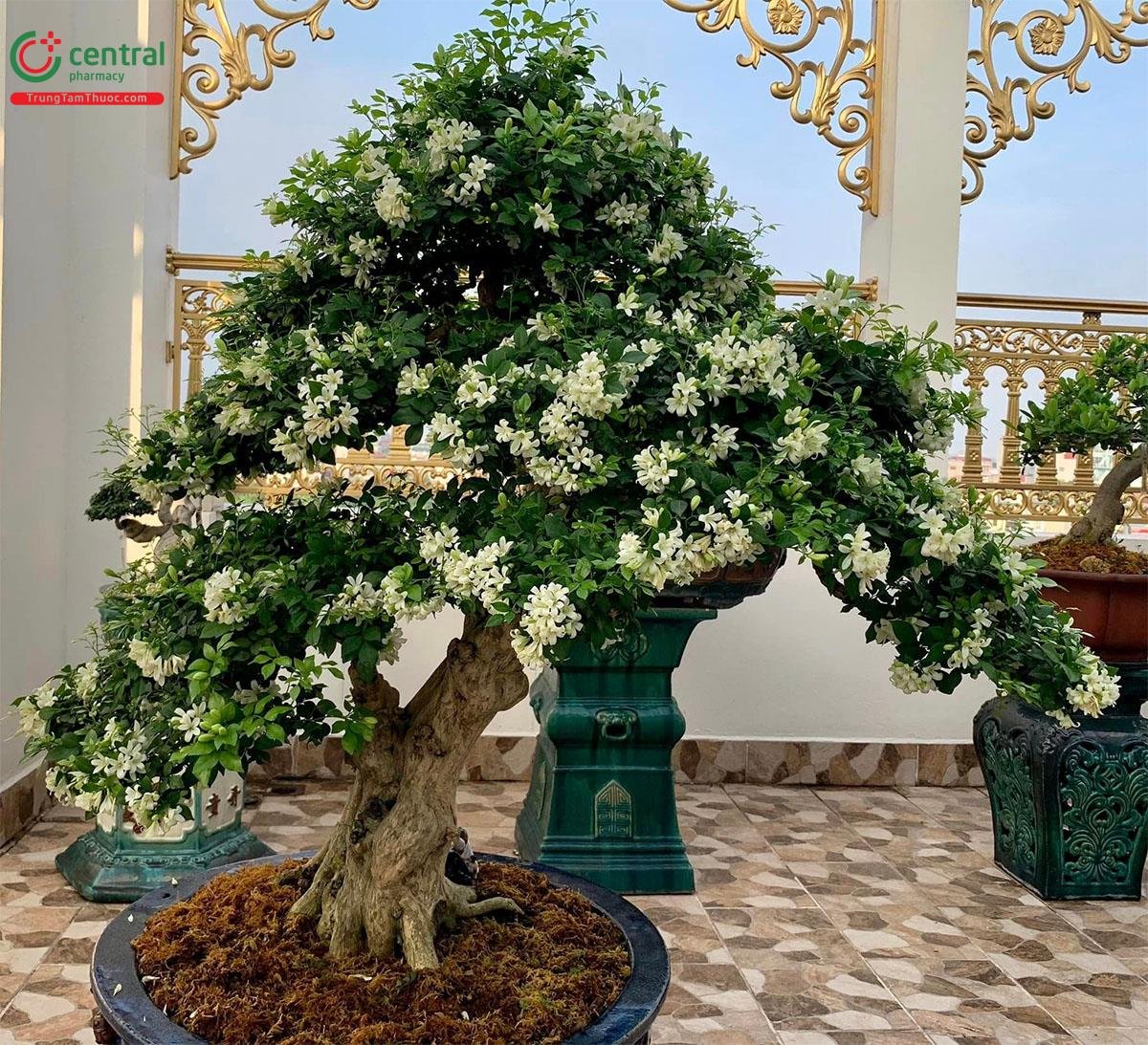 Cây Nguyệt Quế