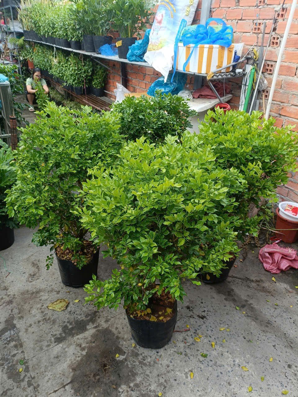 Cây Nguyệt Quỳnh
