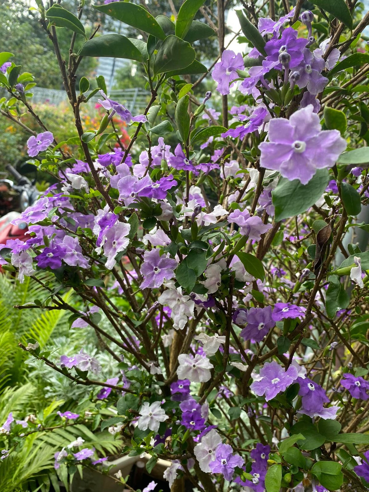 Cây Nhài Nhật