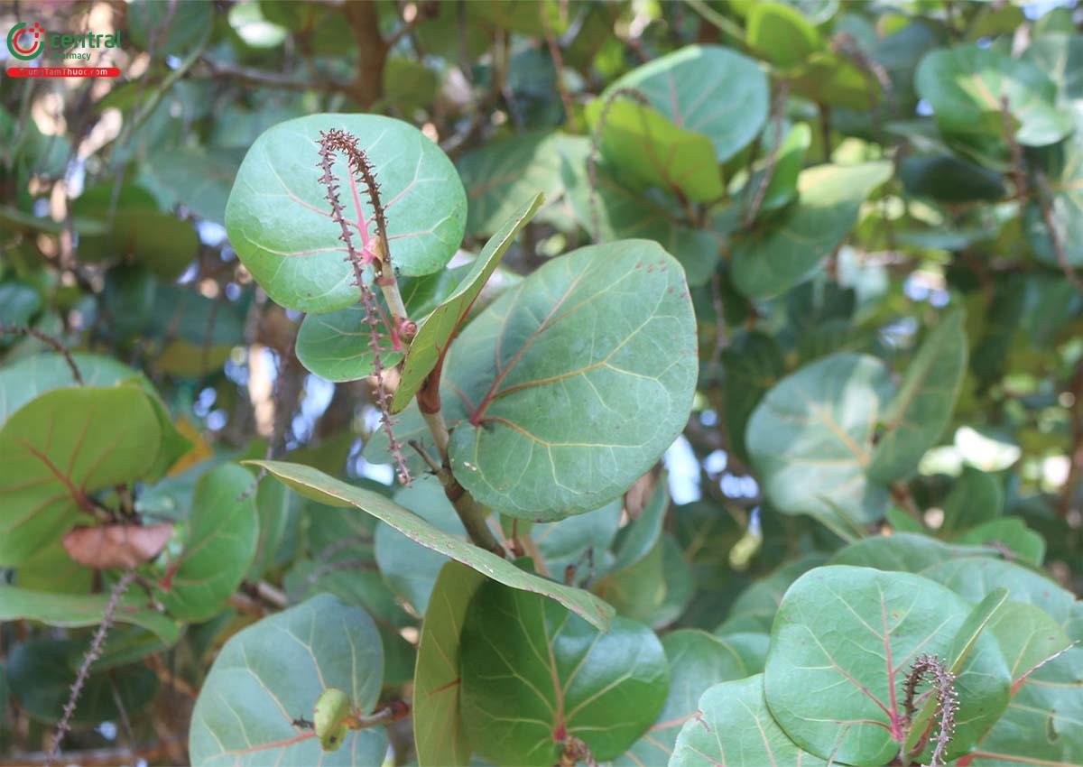 Cau Biển / Sea Grape