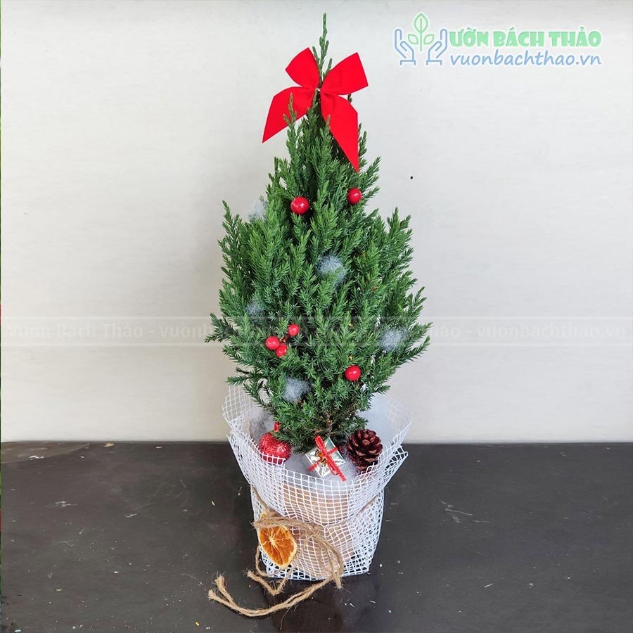Cây Sơn Tùng Noel