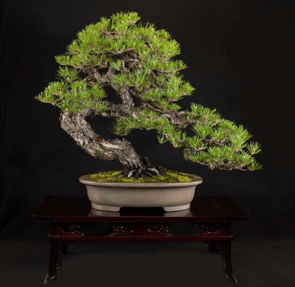 Thông đen Nhật Bản - Japanese Black Pine