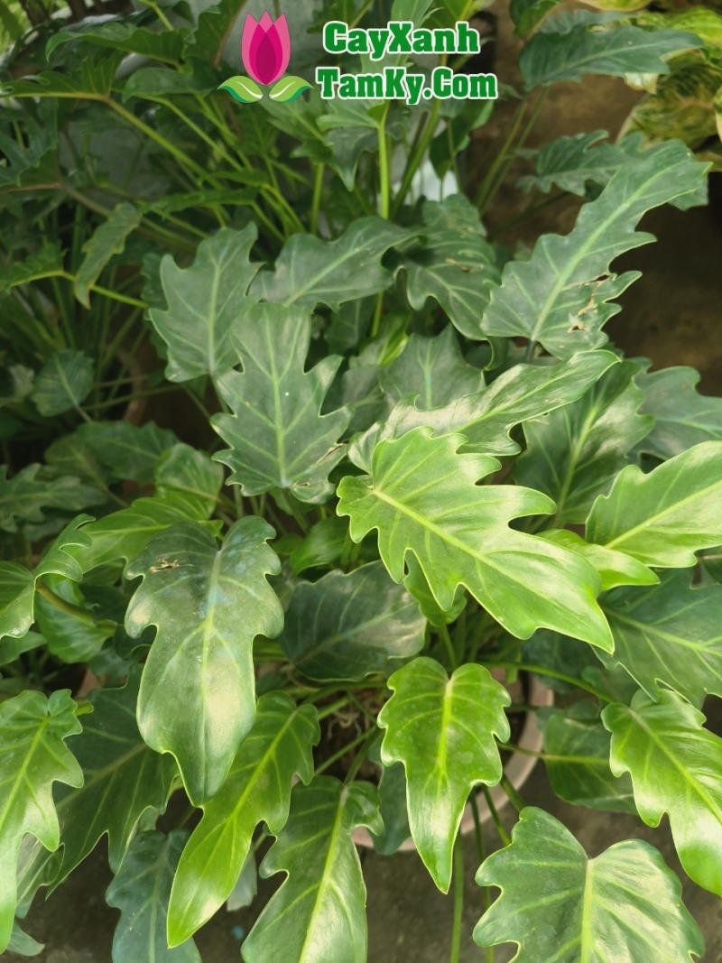 Cây Trầu Bà Chân Vịt