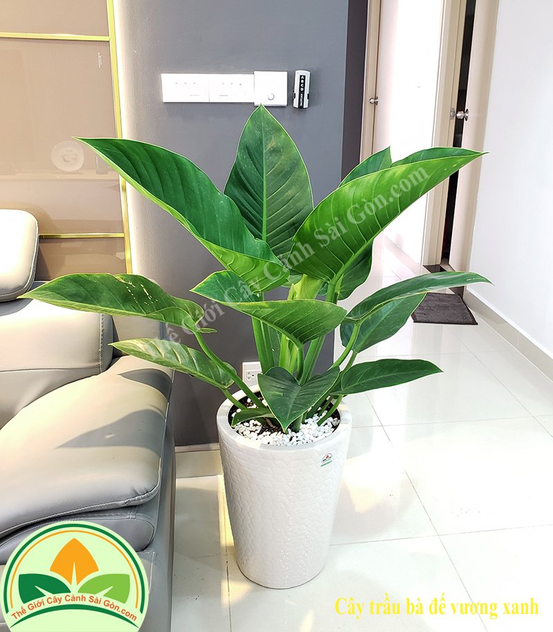 Cây Trầu Bà Đế Vương Xanh