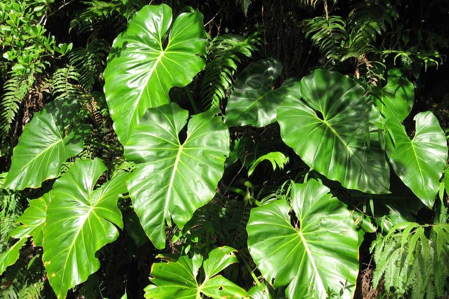 Cây Trầu Bà Nam Mỹ
