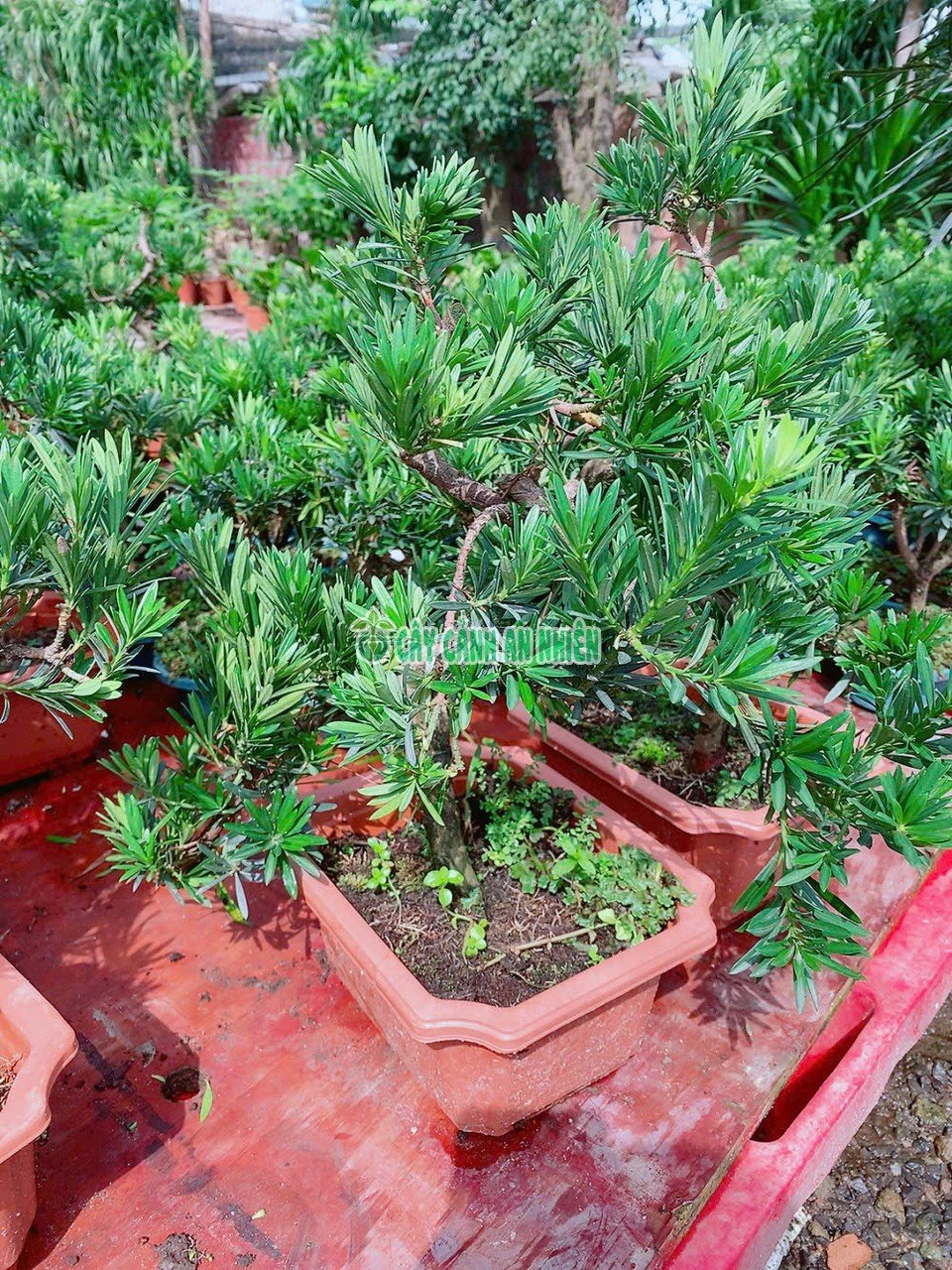 Cây Vạn Niên Tùng