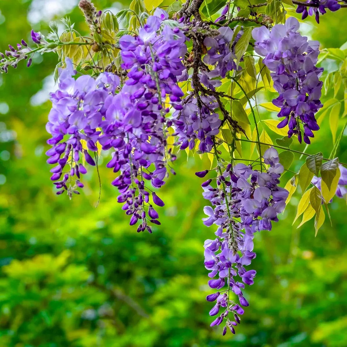 Wisteria - Hoa tử đằng