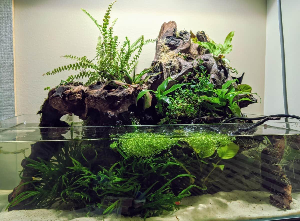 Dớn Chile - Giá thể nền cho terrarium & paludarium