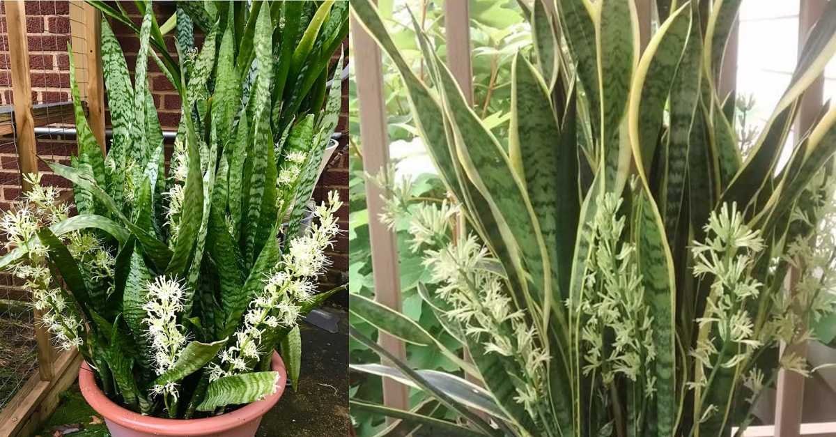Sỏi cuội xám