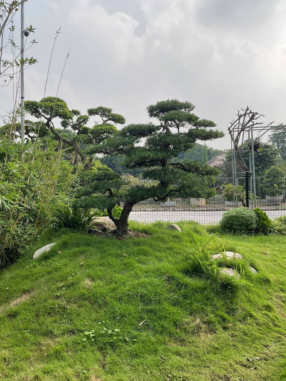 Cây mới về (Tùng & bonsai) 3