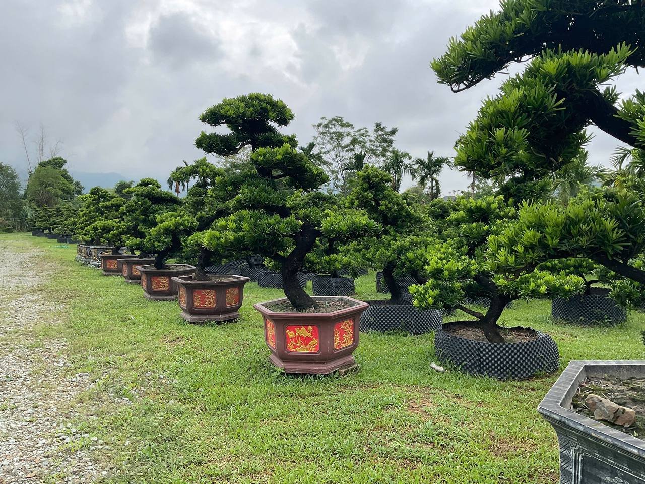 Cây mới về (Tùng & bonsai) 4