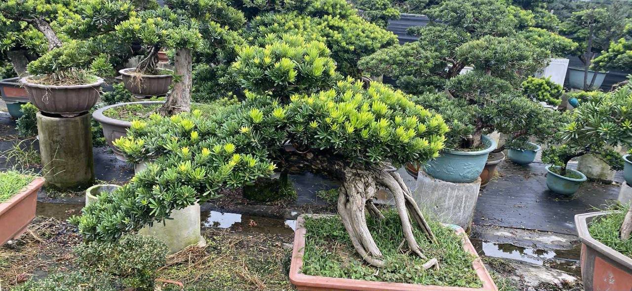 Cây mới về (Tùng & bonsai) 7