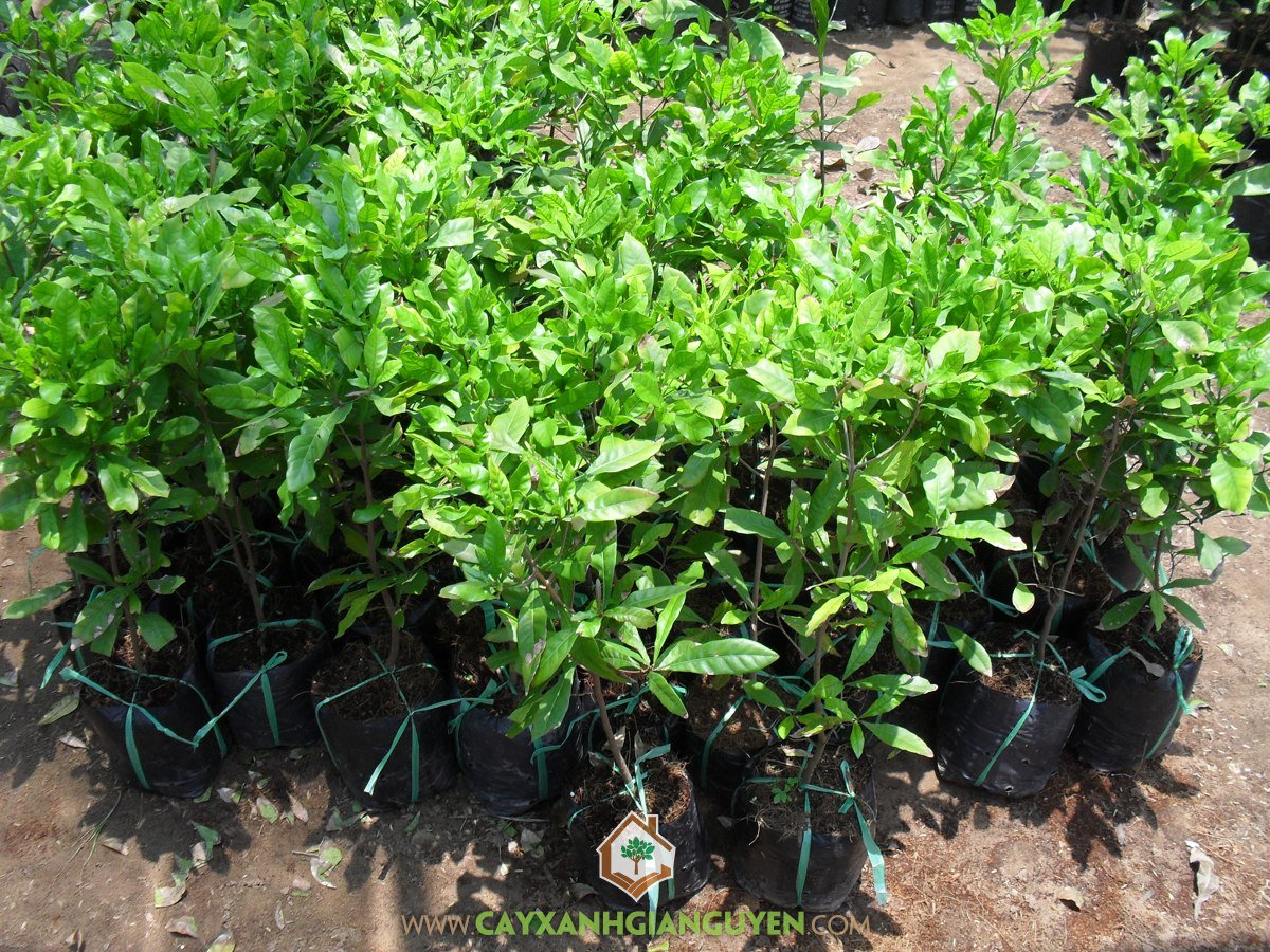 Kỹ thuật Bón phân cây cảnh