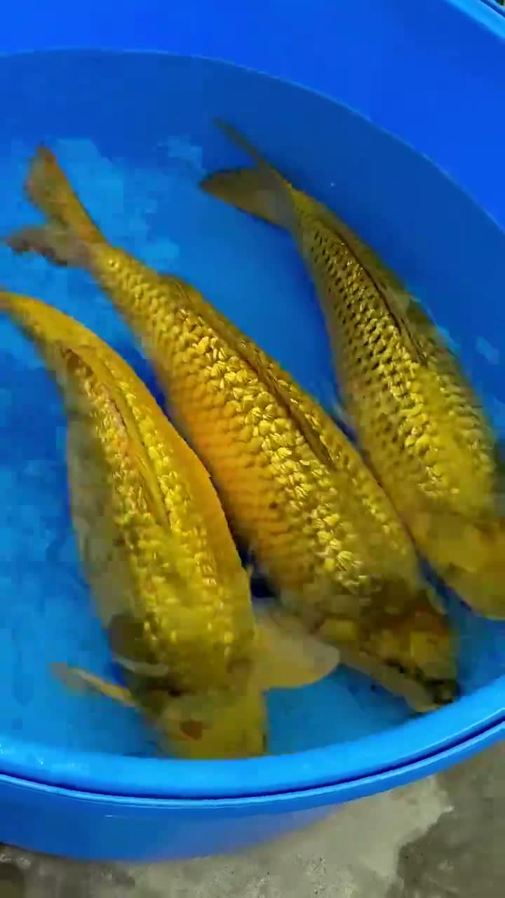 Chagoi