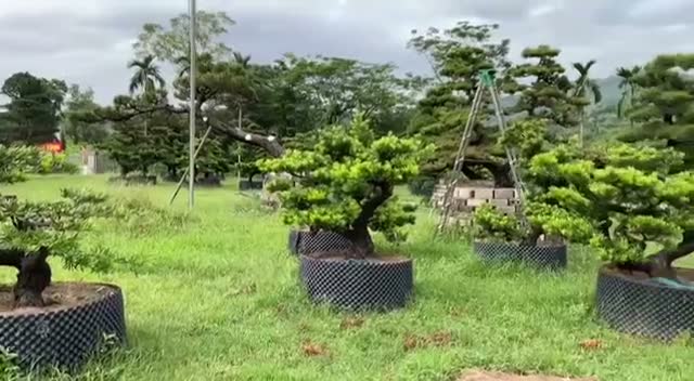Tùng La Hán & thác nước
