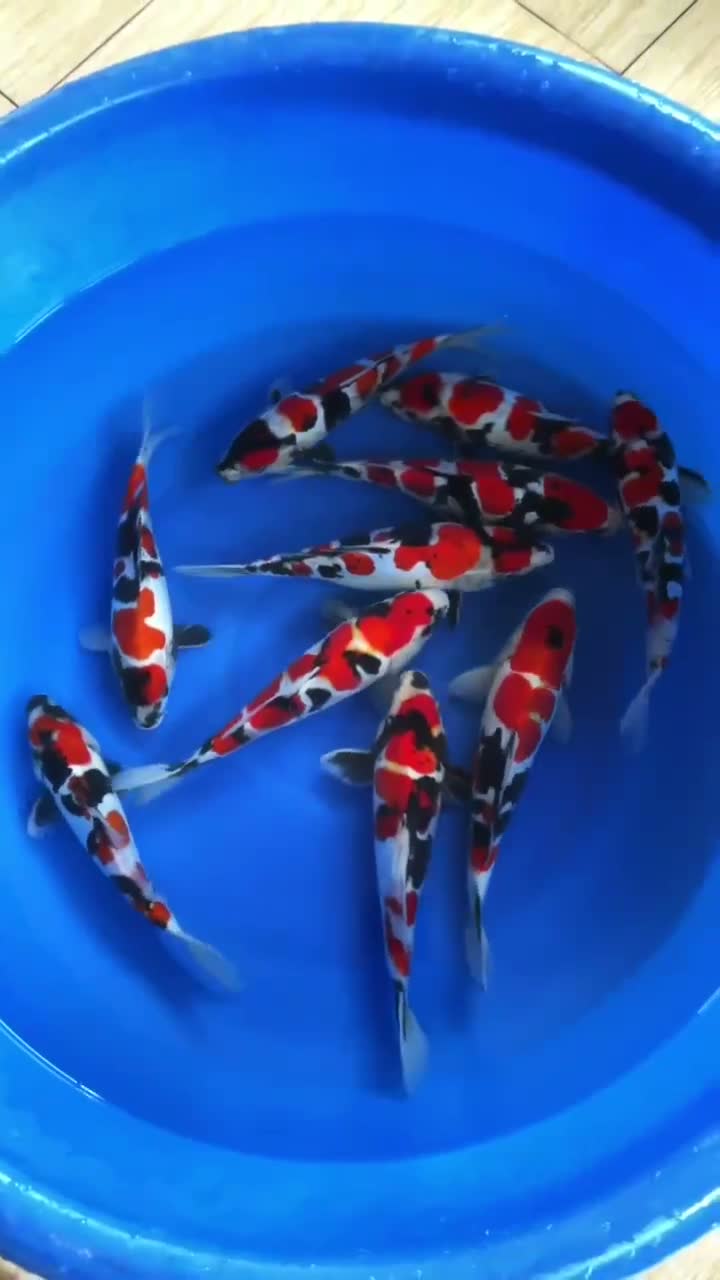 Video cá Koi 6